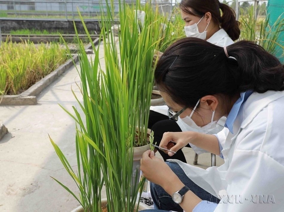 Kỹ sư tiến h&agrave;nh thụ phấn giống l&uacute;a đang nghi&ecirc;n cứu tại Viện nghi&ecirc;n cứu n&ocirc;ng nghiệp Lộc Trời, tỉnh An Giang. (Ảnh: Phạm Hậu - TTXVN)