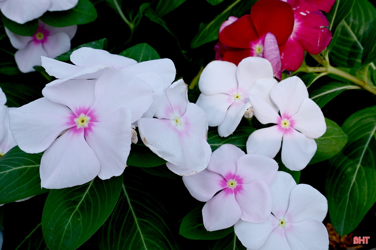 bqbht_br_dsc-6d438.jpg
