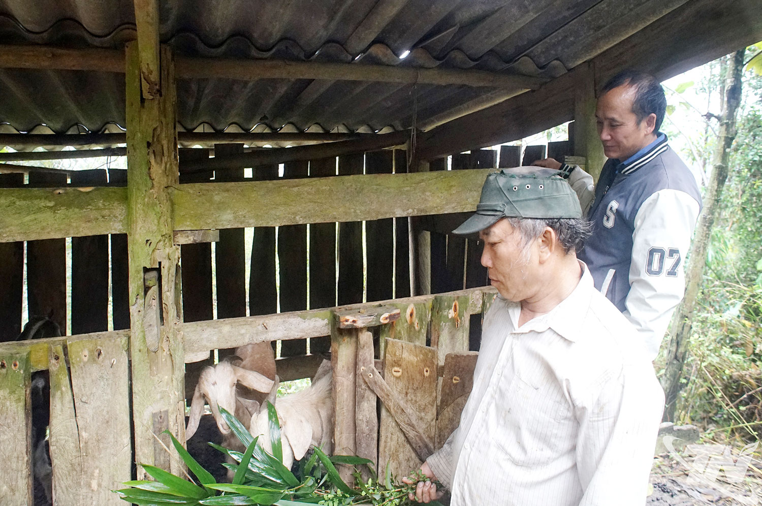 Đàn dê của gia đình ông Hoàng Văn Máy ở xóm Mỏ Chì (xã La Hiên) sinh trưởng, phát triển tốt.