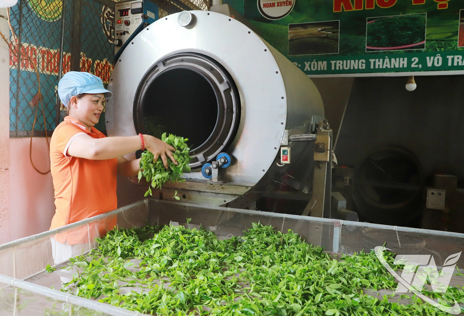 Chế biến ch&egrave; ở HTX ch&egrave; an to&agrave;n Hoan Xuyến, x&atilde; V&ocirc; Tranh.  