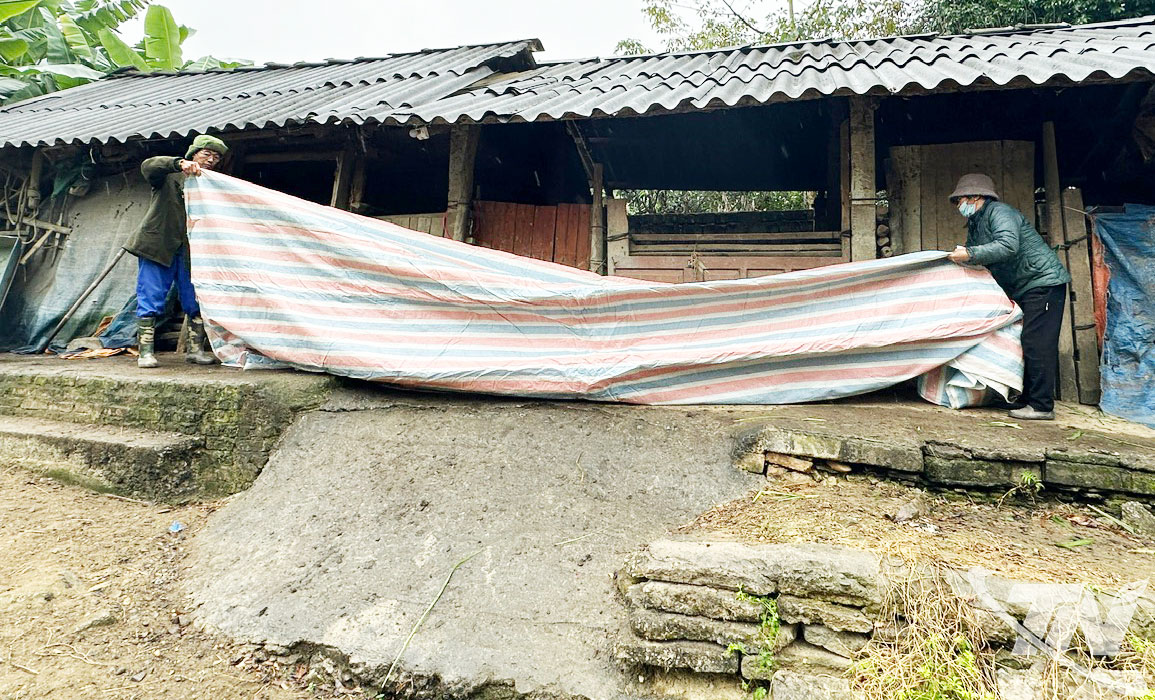Gia đình ông Nguyễn Anh Đông, thôn Nà Cưởm (xã Phong Quang) bổ sung bạt che chắn chuồng nuôi trâu.
