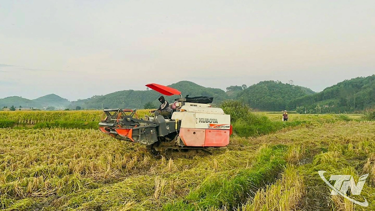 Năm 2025, xã Hợp Thành cấy được 280ha lúa nếp vải.