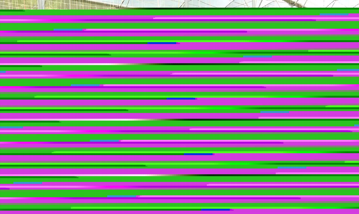 HTX Đại Hà ứng dụng mô hình nhà màng trong trồng dưa lưới, nâng cao năng suất và chất lượng sản phẩm.