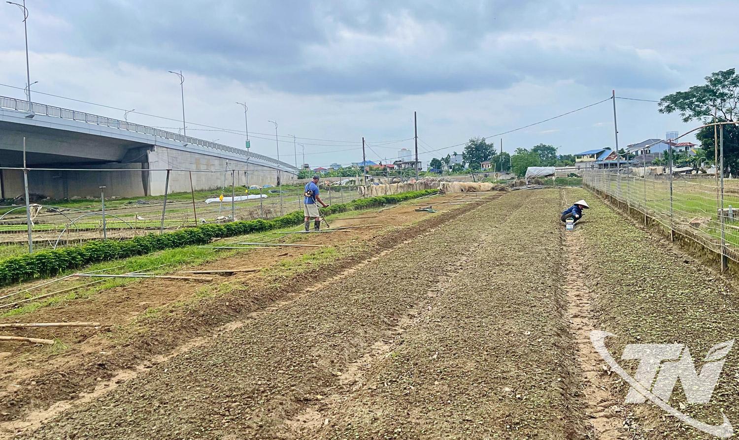 Người d&acirc;n ở tổ 40 (phường Phan Đ&igrave;nh Ph&ugrave;ng) chuẩn bị đất trồng rau&nbsp;m&agrave;u cung cấp cho thị trường dịp Tết Nguy&ecirc;n đ&aacute;n.