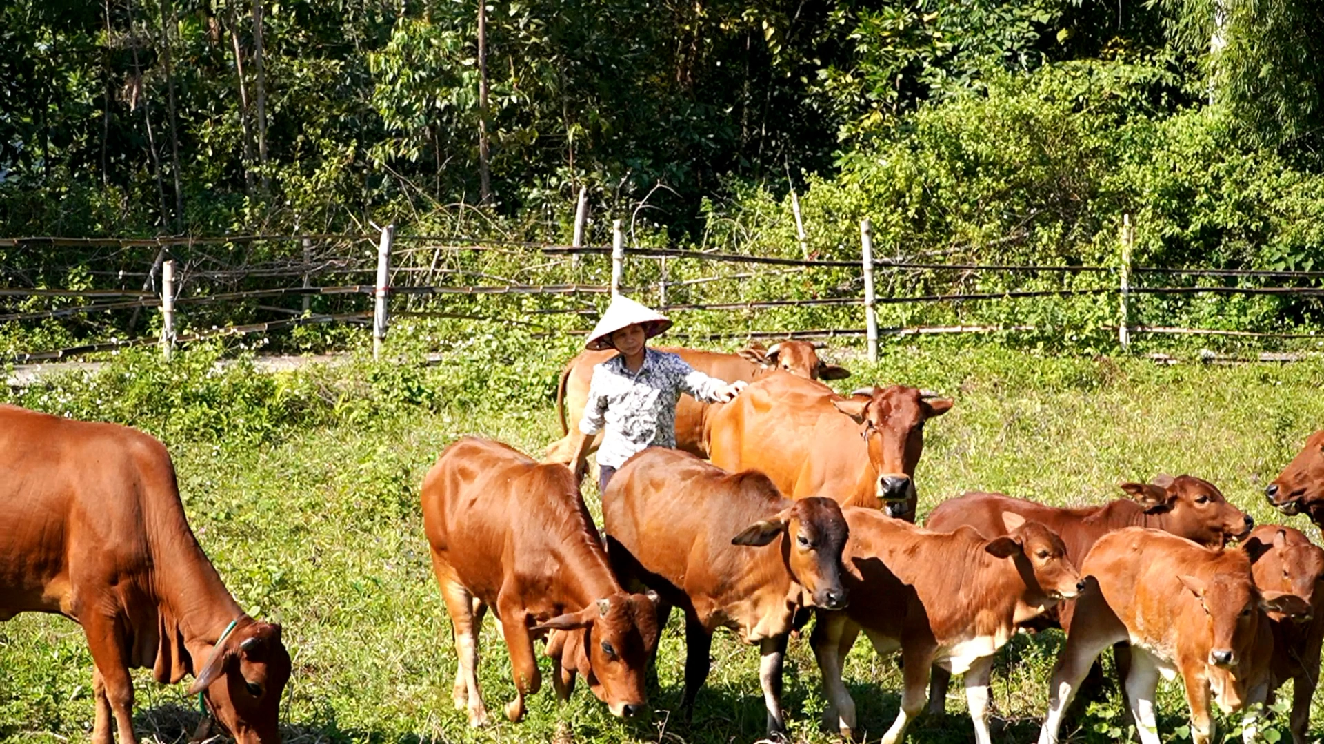 Chăn nuôi bò đã mang lại nguồn thu nhập cao cho gia đình bà Diệp Thị Lương.