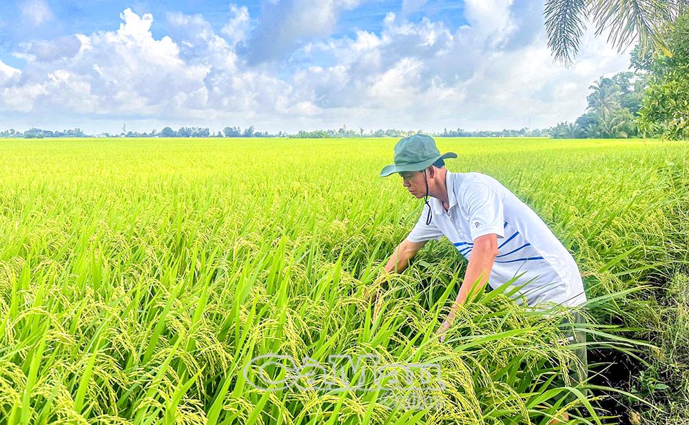 Nông dân xã Châu Thới ưu tiên lựa chọn các giống lúa phù hợp điều kiện canh tác, dễ tiêu thụ và có tính cạnh tranh cao như: ST24, ST25.