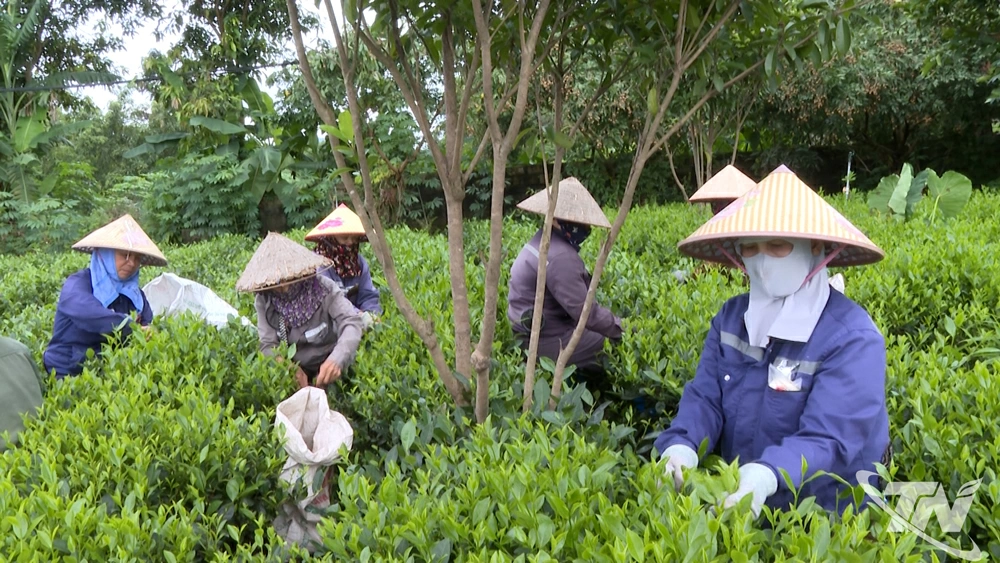 Người dân xóm Khuôn, xã Đại Phúc, phát triển sản xuất chè an toàn mang lại hiệu quả kinh tế cao.