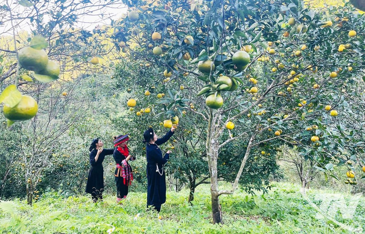 Kh&ocirc;ng c&ograve;n dừng lại ở những m&ocirc; h&igrave;nh đơn lẻ, c&aacute;c loại c&acirc;y ăn quả c&oacute; m&uacute;i đang từng bước khẳng định vai tr&ograve; l&agrave; một ng&agrave;nh h&agrave;ng quan trọng trong cơ cấu n&ocirc;ng nghiệp ở khu vực ph&iacute;a Bắc tỉnh Th&aacute;i Nguy&ecirc;n. Trong ảnh: Vườn qu&yacute;t được m&ugrave;a ở x&atilde; Bạch Th&ocirc;ng.