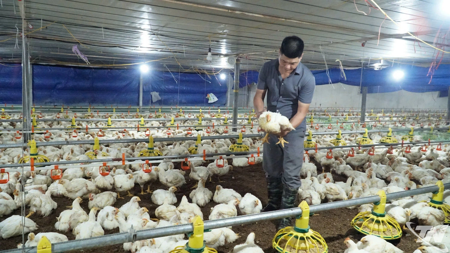 Trang trại chăn nuôi gà thịt của ông Vũ Mạnh Hùng, xóm Nhe, xã Thành Công.