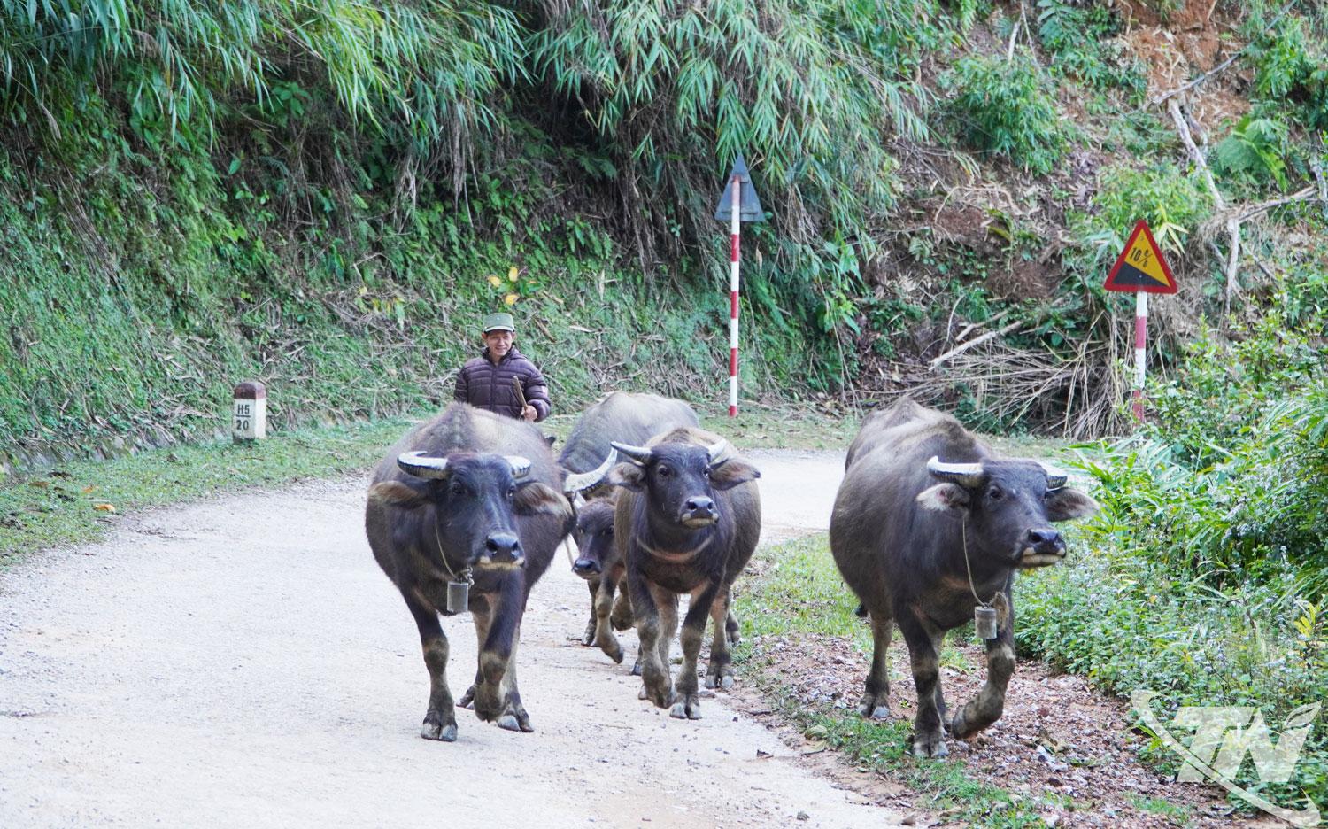 Đ&agrave;n tr&acirc;u được l&ugrave;a về chuồng tr&aacute;nh r&eacute;t trong thời tiết lạnh gi&aacute;.