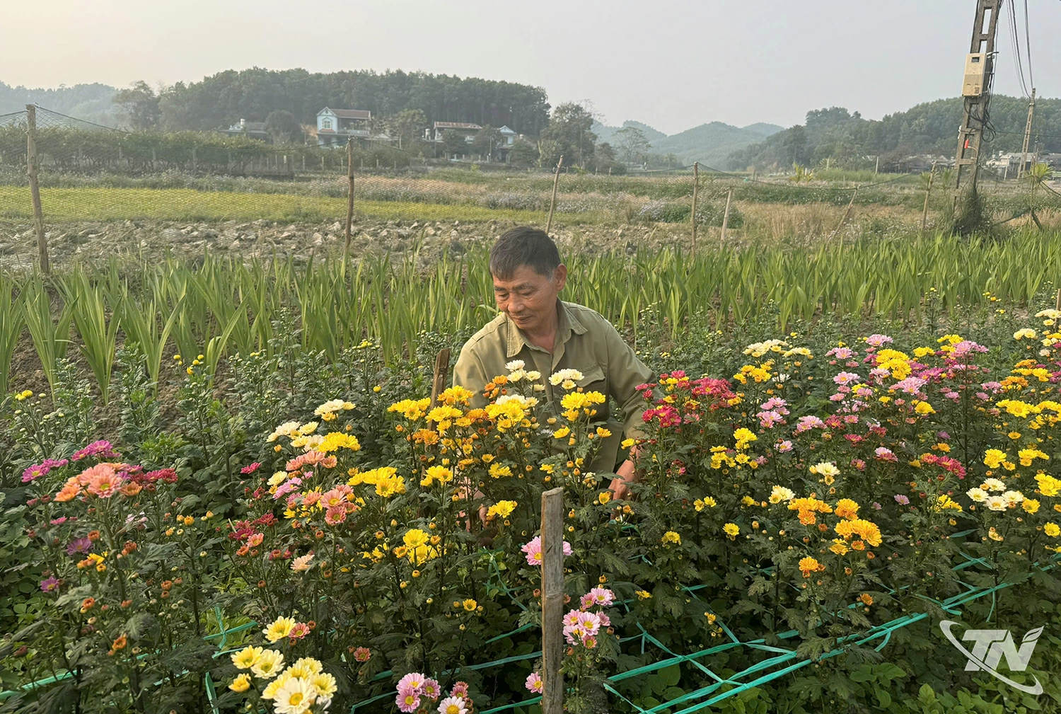 Hiện nay, nhiều loại hoa ở c&aacute;c vườn hoa tr&ecirc;n địa b&agrave;n Th&aacute;i Nguy&ecirc;n đ&atilde; bắt đầu khoe sắc, phục vụ nhu cầu của người chơi hoa từ đầu th&aacute;ng Chạp.