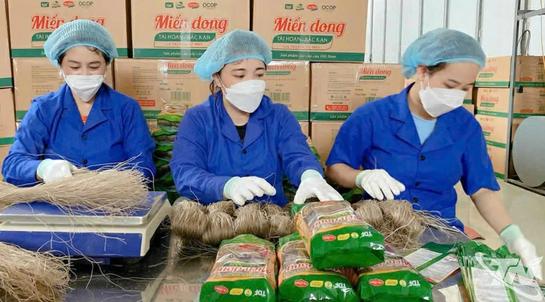 HTX miến dong T&agrave;i Hoan, x&atilde; C&ocirc;n Minh tất bật chuẩn bị h&agrave;ng cho vụ Tết.