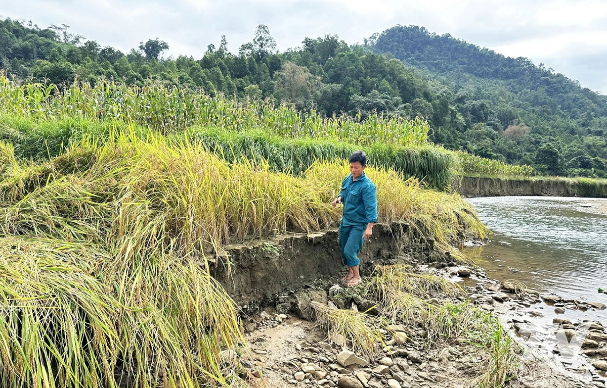Ruộng lúa của nhiều hộ dân xã Thượng Minh bị sạt lở.