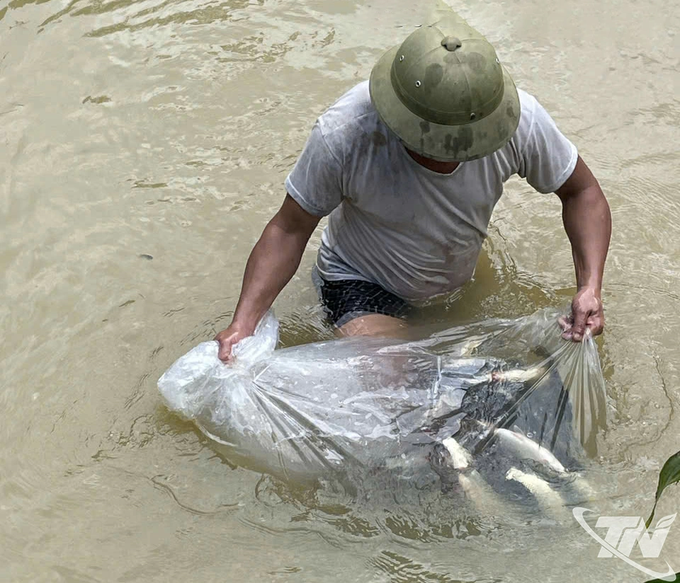 Một hộ dân tổ dân phố số 18, phường Bắc Kạn thả cá năm thứ 2 - thuộc Dự án hỗ trợ phát triển sản xuất cộng đồng.