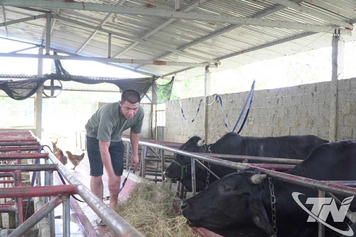 Anh Lý Văn Toàn ở tổ 7, phường Gia Sàng chăm sóc những con bò còn sót lại của gia đình sau mưa lũ