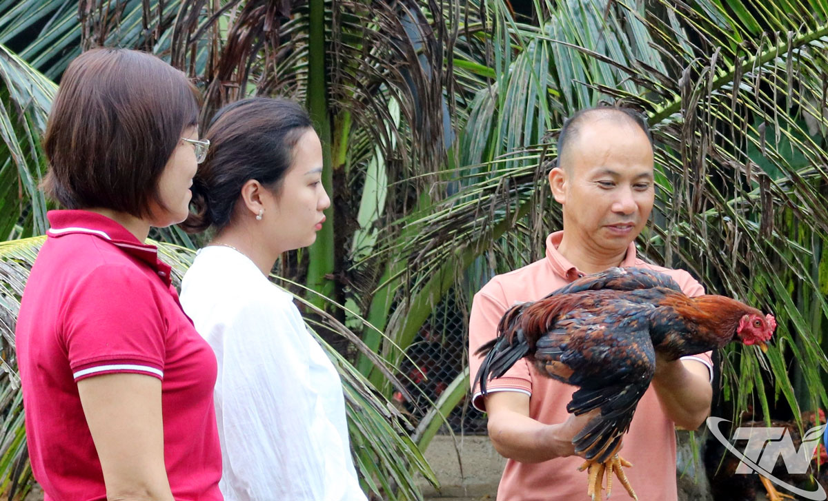 Được Hội Làm vườn tỉnh hỗ trợ 15 triệu đồng, gia đình ông Hầu Văn Đạt, xóm Đồng Luông, xã Quang Sơn, đầu tư nuôi gà thả vườn và hiện đã thoát nghèo.