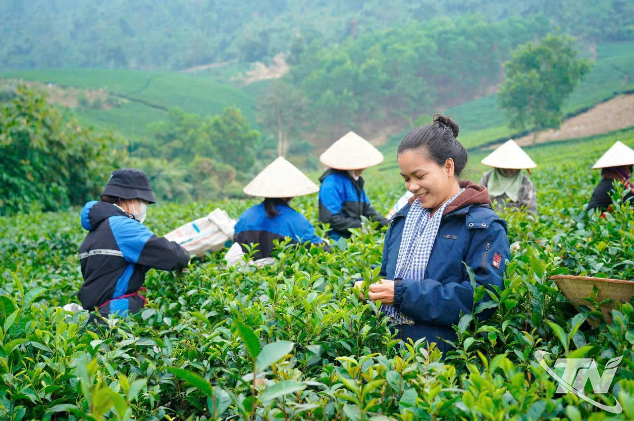 Suốt 7 năm qua, chị Hoàng Thị Thúy Vân theo đuổi triết lý sản xuất chậm, nương theo tự nhiên từ khâu chăm sóc, thu hái đến sao sấy chè, tất cả đều được thực hiện thủ công.