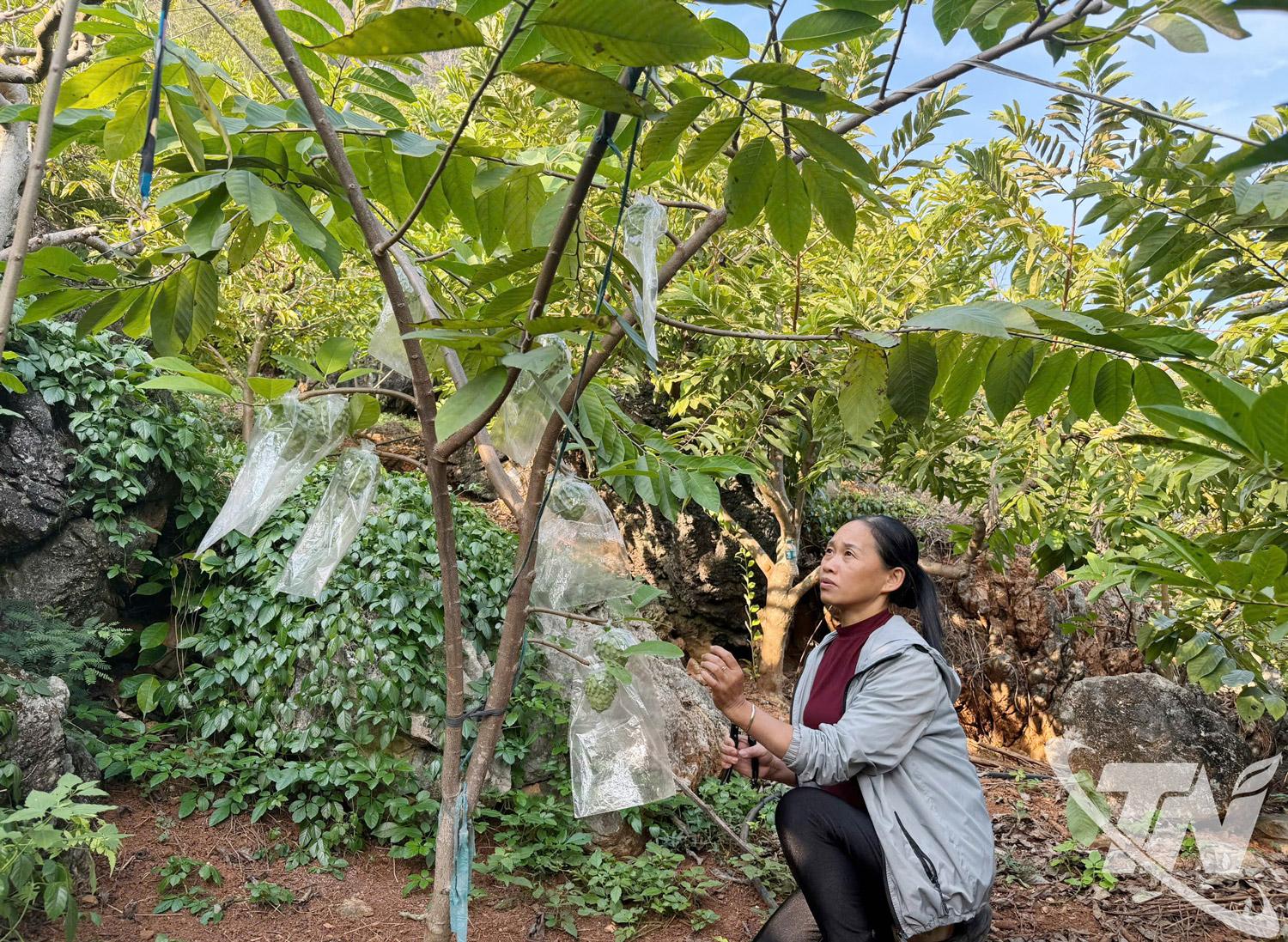 Sản phẩm na ở xã Võ Nhai đã được sản xuất theo tiêu chuẩn hữu cơ, bảo vệ môi trường và sức khỏe người tiêu dùng.