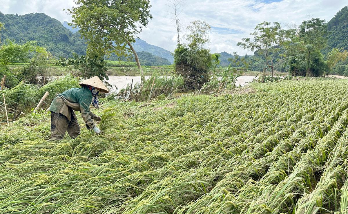 Sau khi lũ rút, người dân khẩn trương xuống đồng khắc phục các diện tích bị thiệt hại