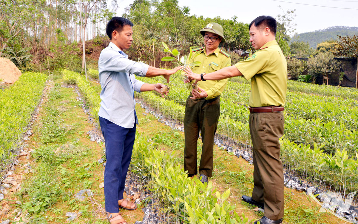 Cán bộ Kiểm lâm hướng dẫn người dân xã Phú Lương về kỹ thuật chăm sóc cây giống để trồng rừng đạt hiệu quả cao