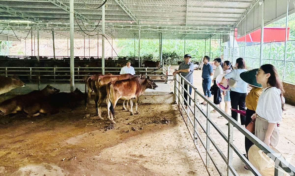 Liên minh HTX tỉnh Thái Nguyên kiểm tra tại HTX chăn nuôi Giàng Tiến (xã Nghiên Loan).