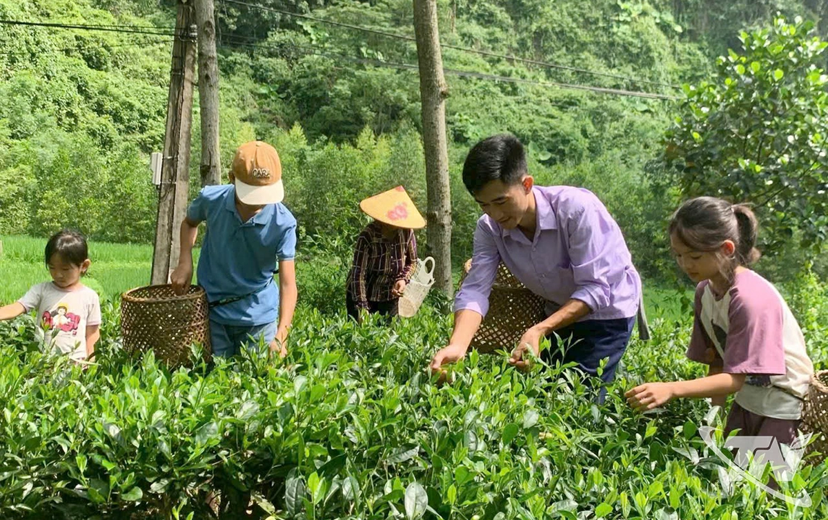 Anh Hoàng Văn Tuấn (thứ hai từ phải sang) hướng dẫn bà con thu hái chè.