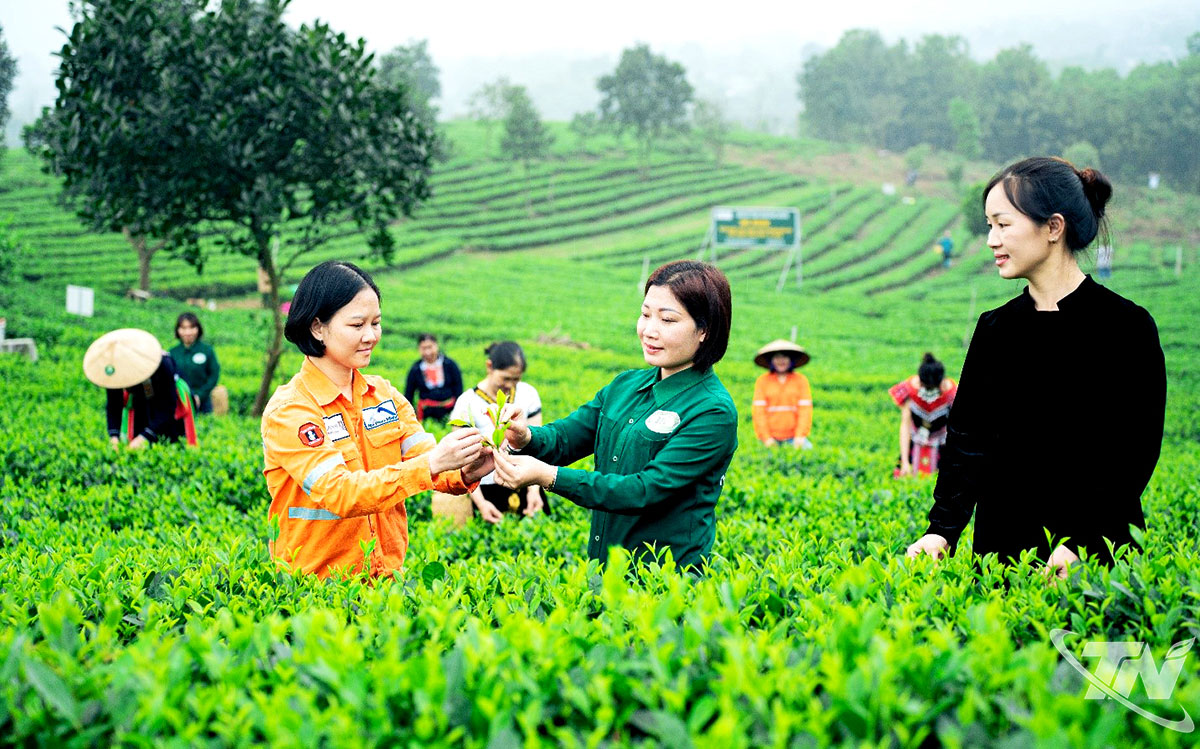 Chị Đào Thị Thức (đứng giữa) dành trọn tâm huyết trong việc xây dựng thương hiệu chè Nhật Thức với hương vị thơm ngon nổi tiếng.