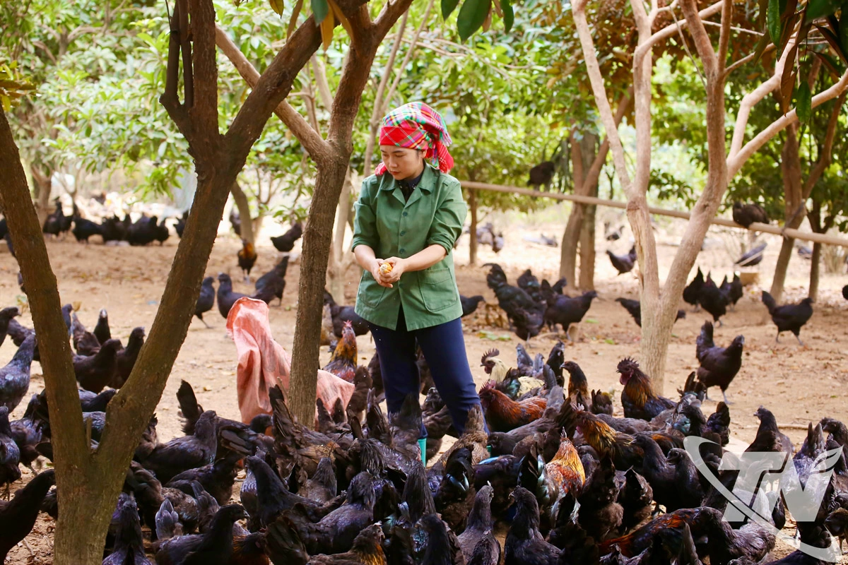 Việc trực tiếp livestream quy tr&igrave;nh chăn nu&ocirc;i, chế biến gi&uacute;p sản phẩm của HTX N&ocirc;ng nghiệp dược liệu Thi&ecirc;n Ph&uacute;c tạo dựng niềm tin với đ&ocirc;ng đảo kh&aacute;ch h&agrave;ng