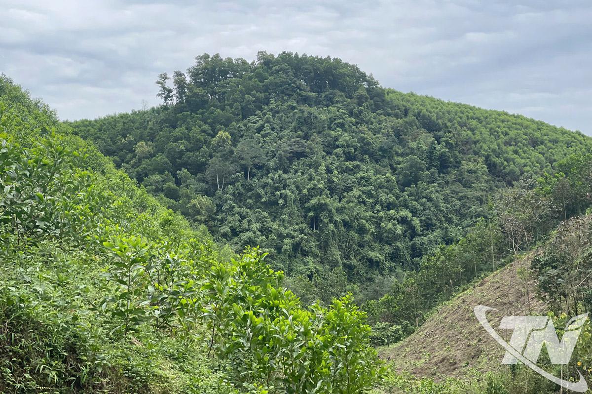 Diện tích rừng trồng và rừng tự nhiên tại xã Tràng Xá được khoanh nuôi, bảo vệ.