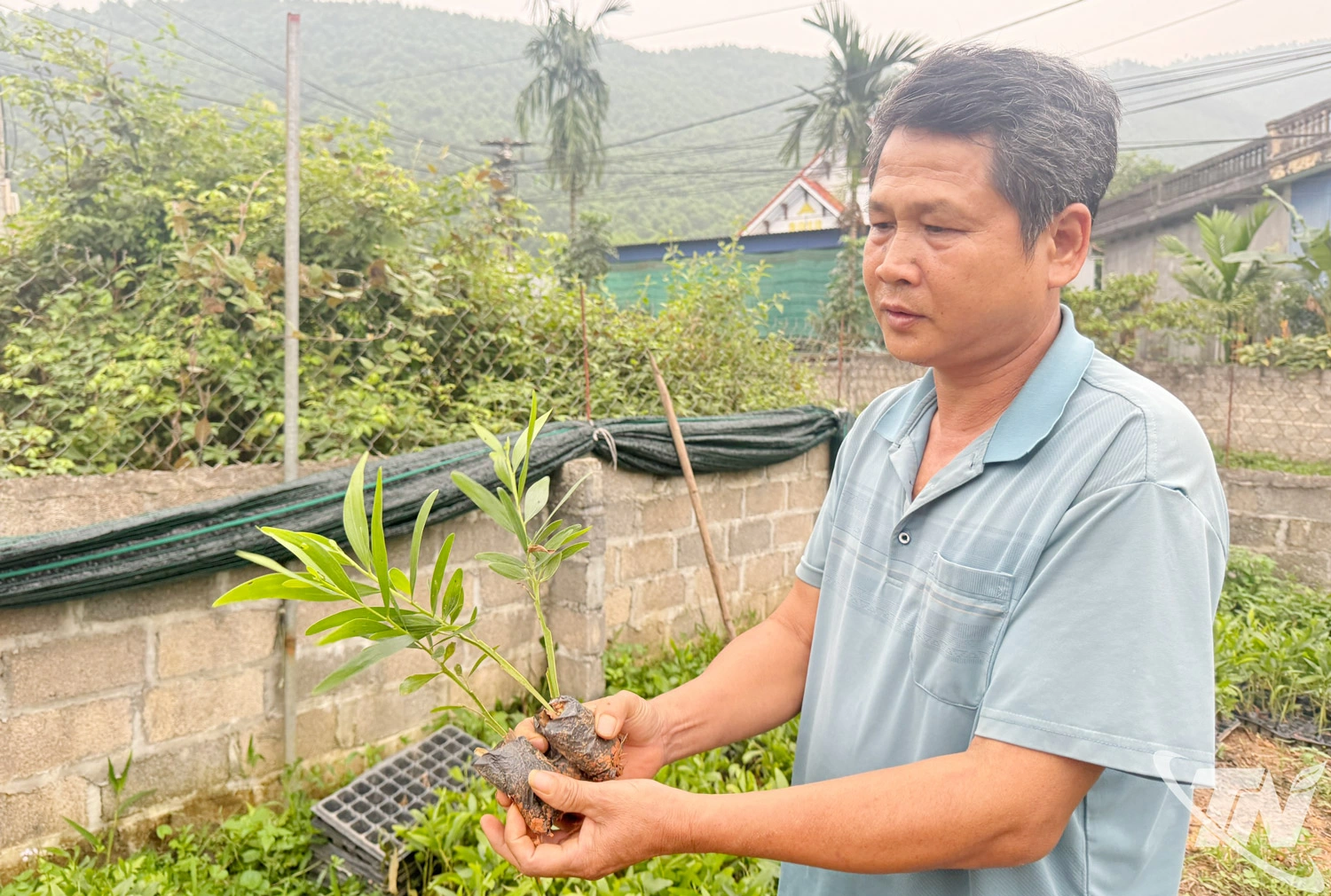 Anh Nguyễn Văn Tỉnh giới thiệu về giống keo BV16 phù hợp với điều kiện thổ nhưỡng ở địa phương.