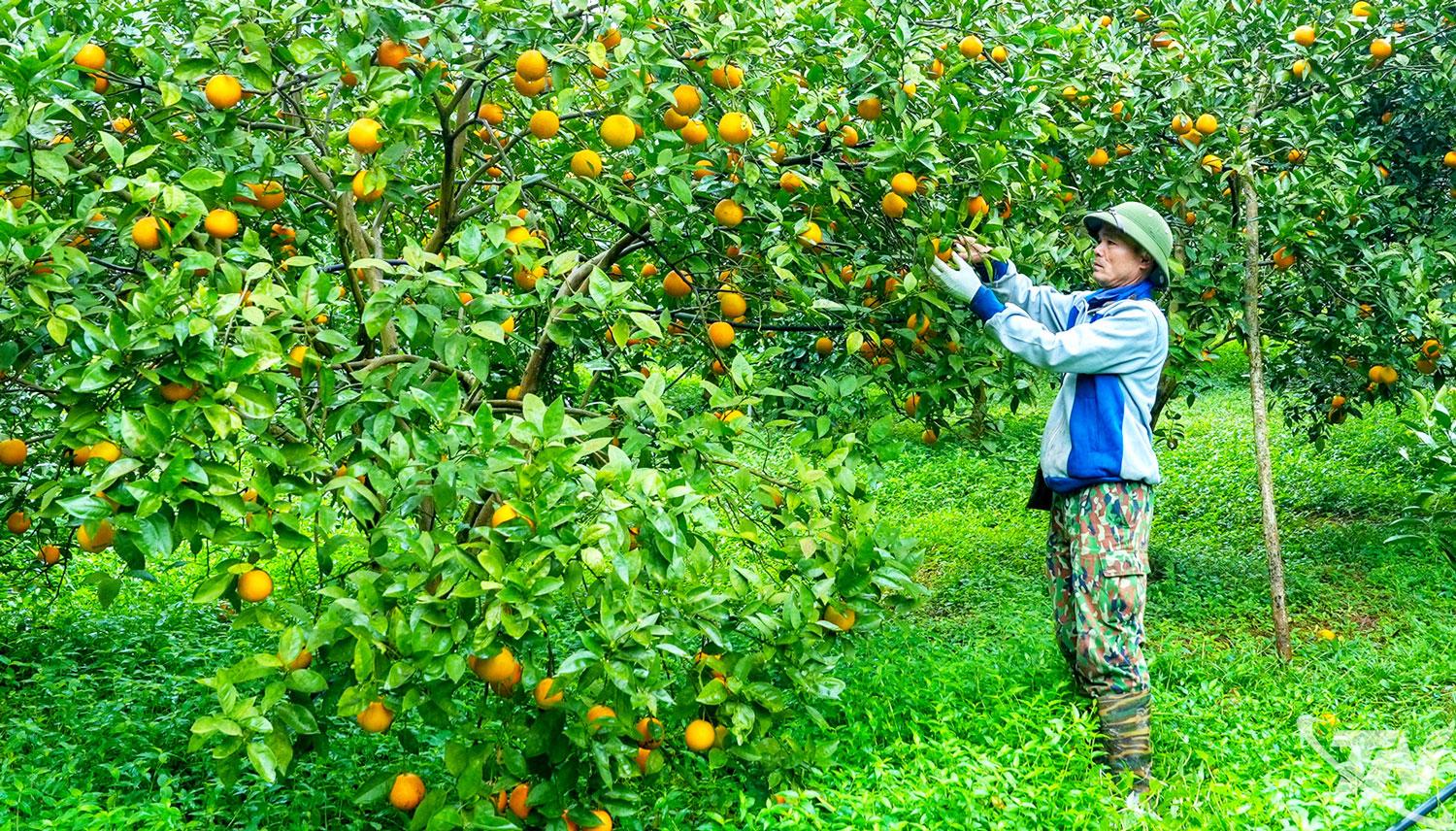 Trên địa bàn tỉnh Thái Nguyên, nhiều mô hình sản xuất phù hợp với điều kiện thực tiễn đã và đang mang lại hiệu quả rõ rệt, góp phần nâng cao thu nhập, cải thiện đời sống của đồng bào các dân tộc thiểu số ở khu vực miền núi, vùng cao.