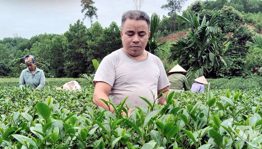 Từ làm 1 ha chè, gia đình ông Đinh Quốc Văn, xóm Trung Thành 1, xã Vô Tranh thu được 600 triệu đồng/năm đã trừ chi phí