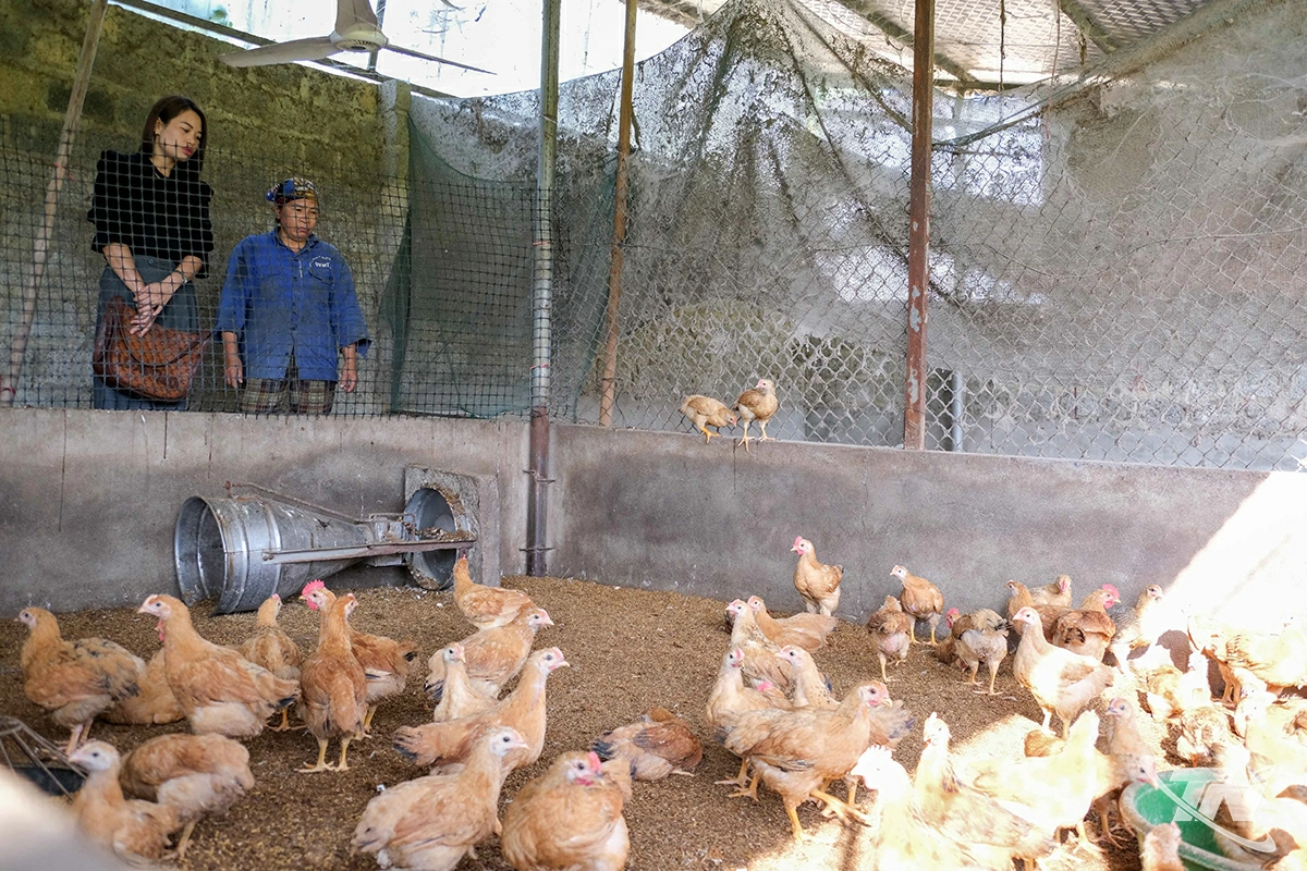 Cán bộ xã Kim Phượng thường xuyên xuống hỗ trợ người dân kỹ thuật chăn nuôi.