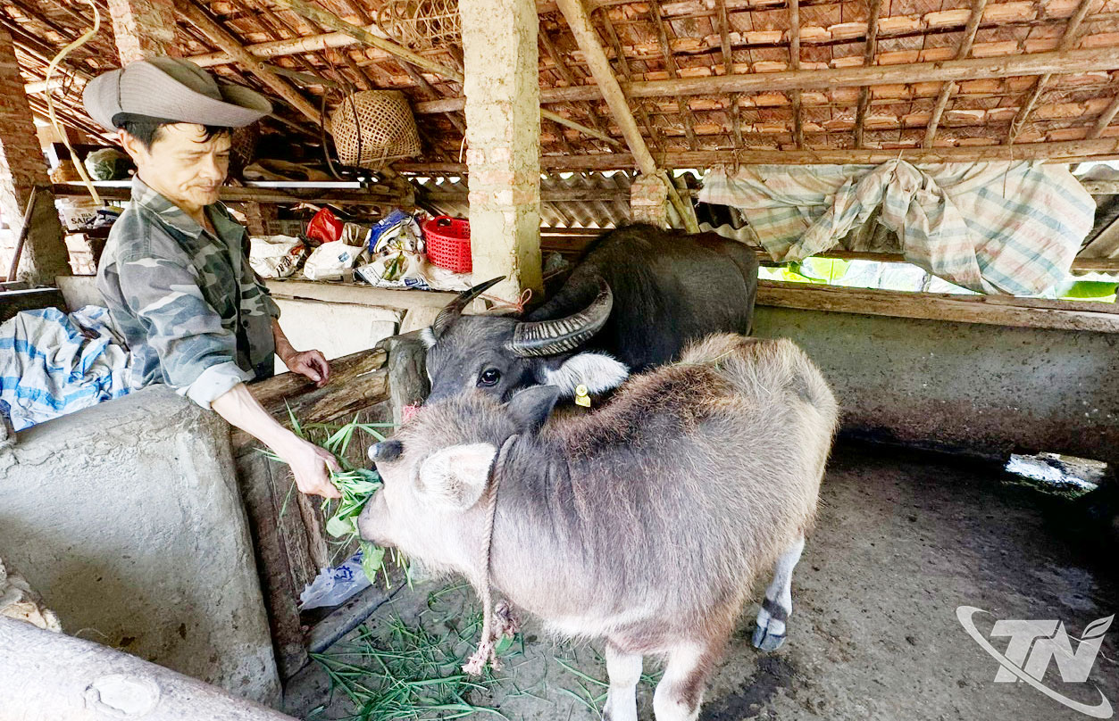 Người dân vùng dân tộc thiểu số trên địa bàn tỉnh được hỗ trợ giống trâu sinh sản, giúp tạo sinh kế và nâng cao đời sống.