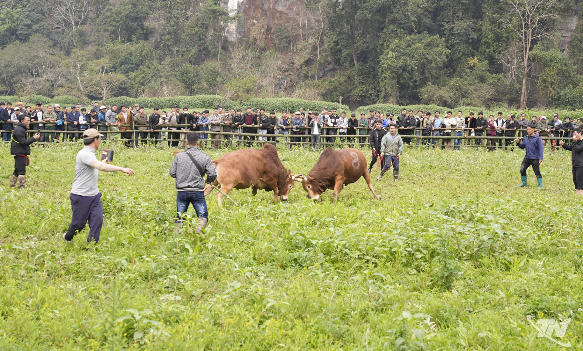 Thi chọi bò tại lễ hội lồng tồng Ba Bể.