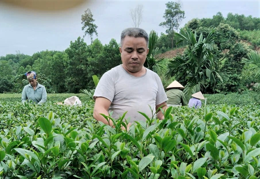 Từ làm 1 ha chè, gia đình ông Đinh Quốc Văn, xóm Trung Thành 1, xã Vô Tranh thu được 600 triệu đồng/năm đã trừ chi phí.