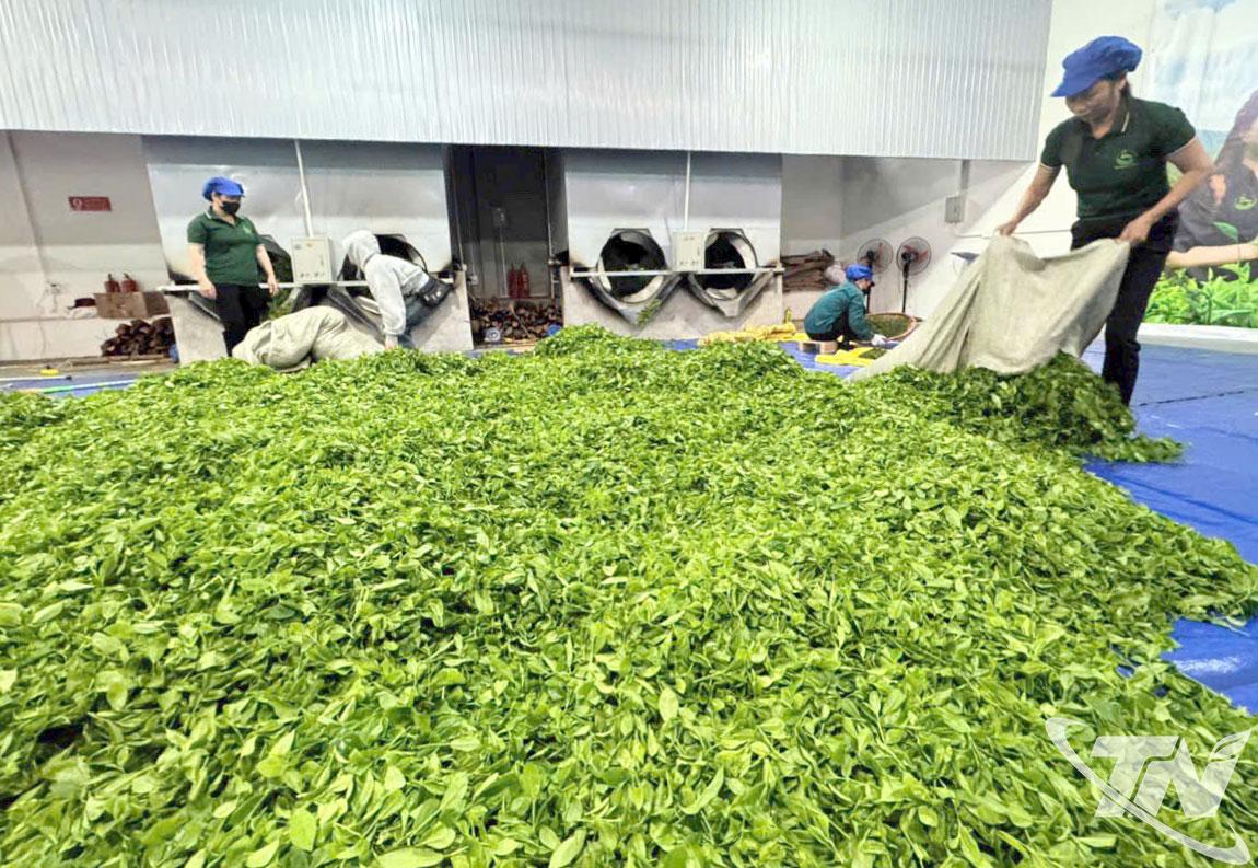 Chế biến sản phẩm trà tại HTX Trà và Du lịch sinh thái Vạn Phú.