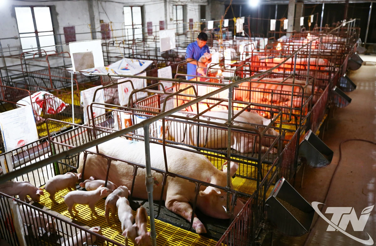 Các trại lợn giống trên địa bàn tỉnh Thái Nguyên đang tích cực chuẩn bị con giống phục vụ nhu cầu tái đàn của người dân.