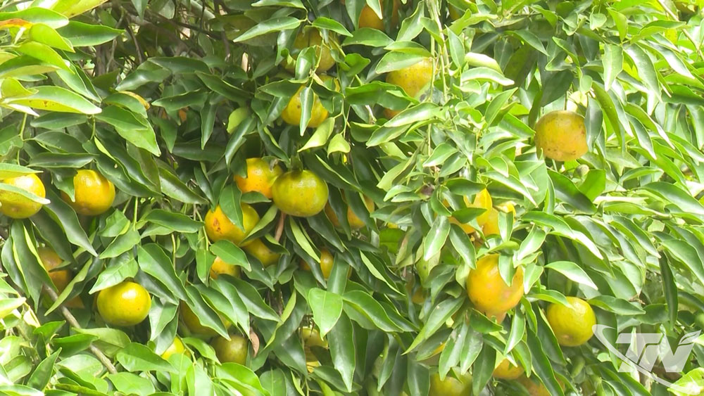 Quả quýt Bắc Kạn được nhiều khách hàng ưa chuộng.