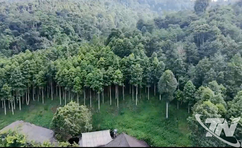 Diện tích rừng đạt chứng chỉ FSC ở xã Yên Phong.