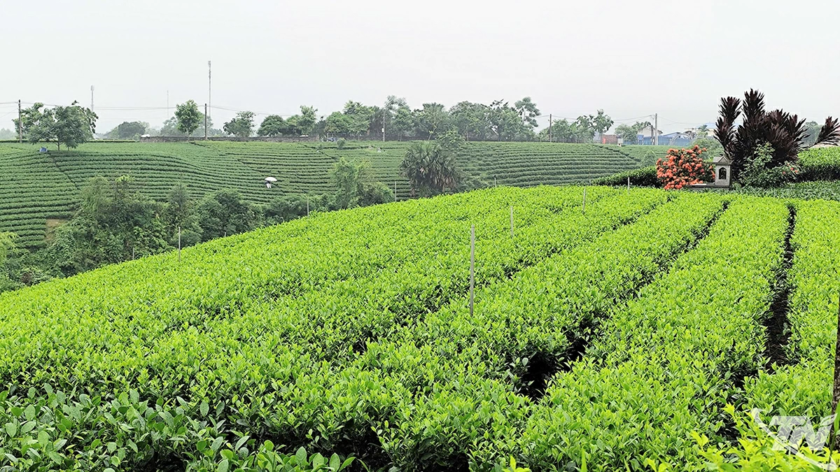 Ngát xanh vùng chè Thái Nguyên.