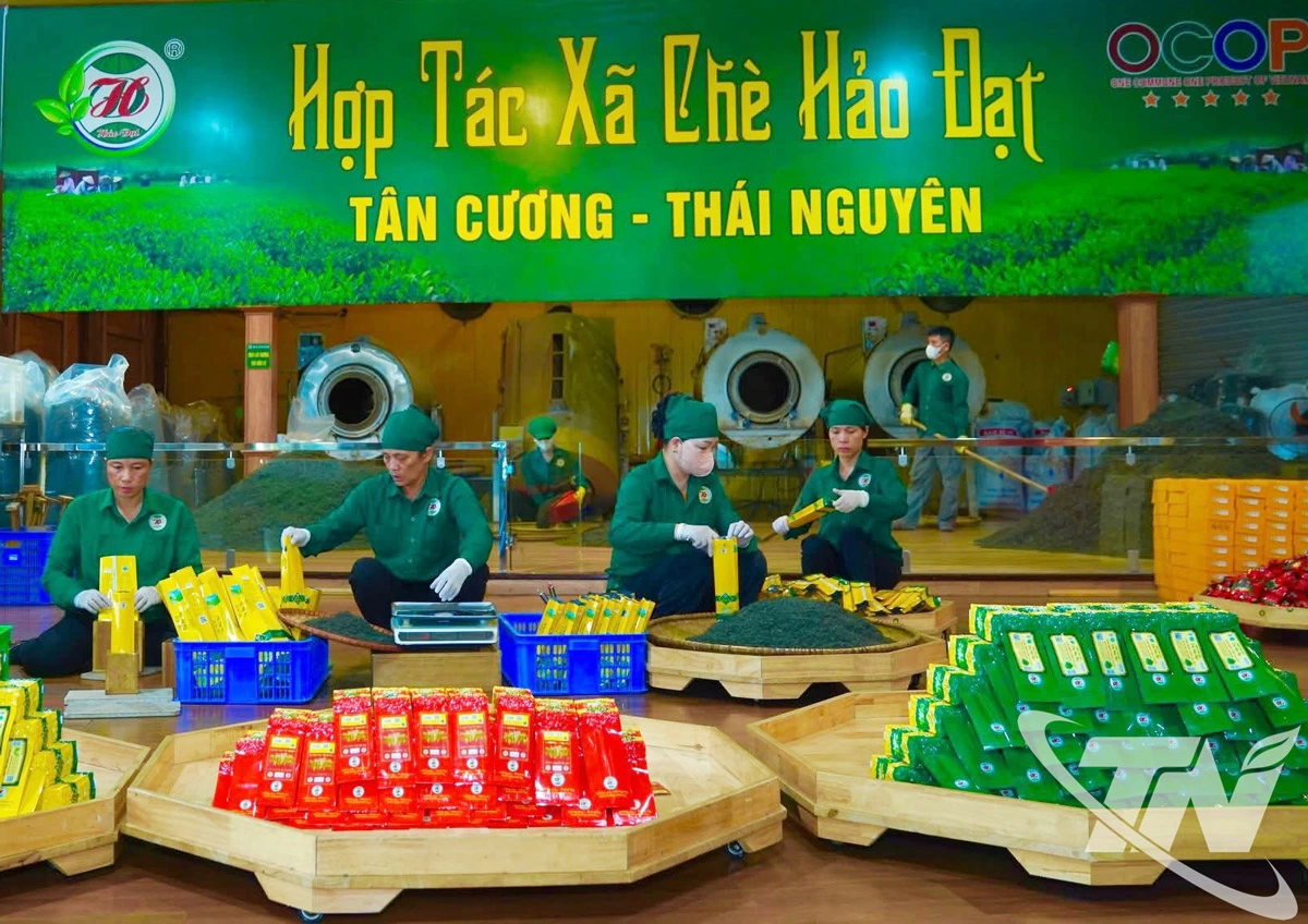   Đ&oacute;ng g&oacute;i ch&egrave; t&ocirc;m n&otilde;n ở HTX ch&egrave; Hảo Đạt.