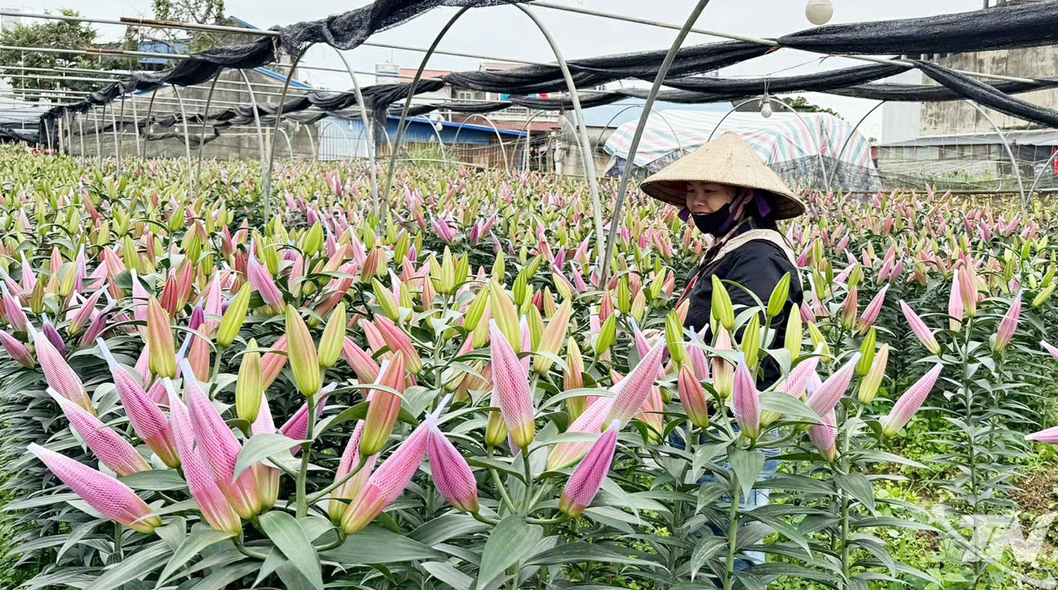 Nhờ đầu tư trồng hoa chất lượng cao, người dân ở tổ 40 (phường Phan Đình Phùng) đạt mức thu nhập trên 500 triệu đồng/ha/năm.