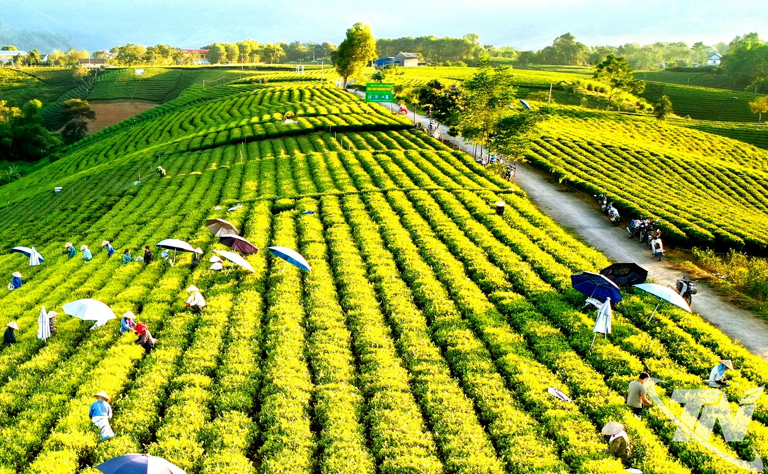 Thái Nguyên được mệnh danh là vùng đất “Đệ nhất danh trà”, nơi hội tụ những sản phẩm chè   mang hương cốm đặc trưng, vị chát dịu và hậu ngọt sâu lắng.