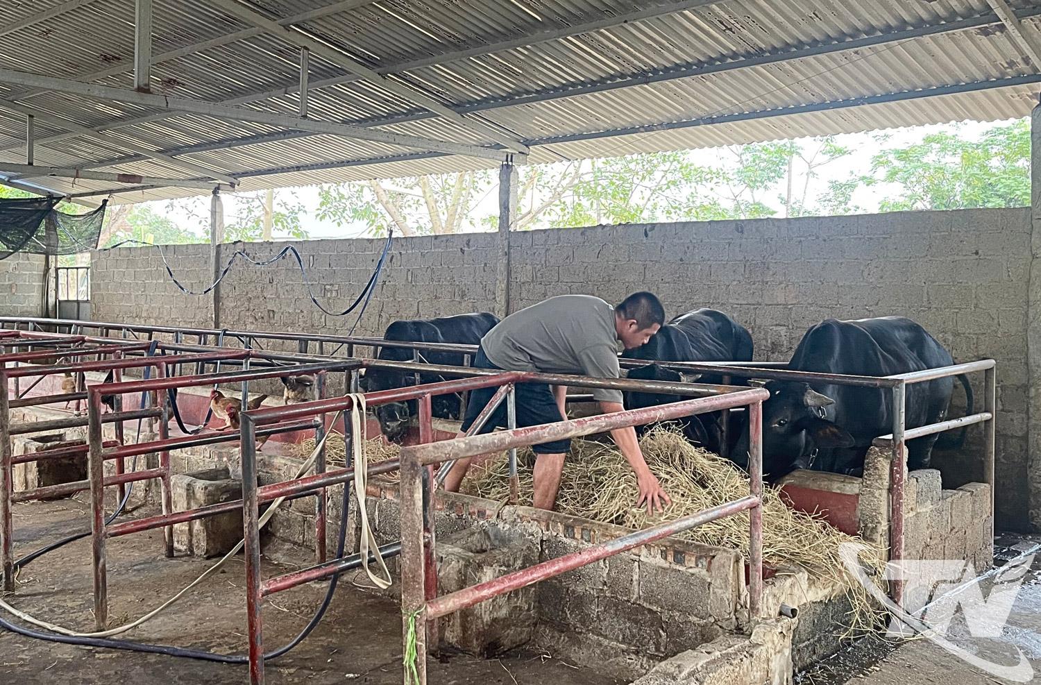 M&ocirc; h&igrave;nh nu&ocirc;i b&ograve; vỗ b&eacute;o tại phường Cam Gi&aacute; mang lại hiệu quả kinh tế cao cho người chăn nu&ocirc;i.