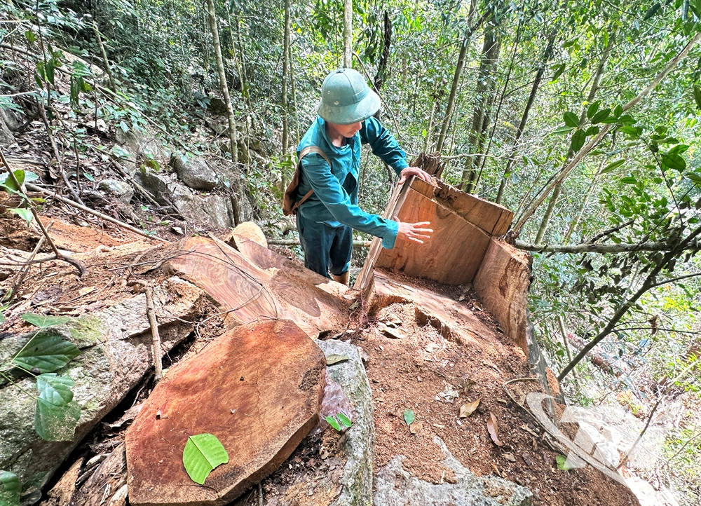 Lượng lớn gỗ bị chặt hạ vẫn còn tại hiện trường.