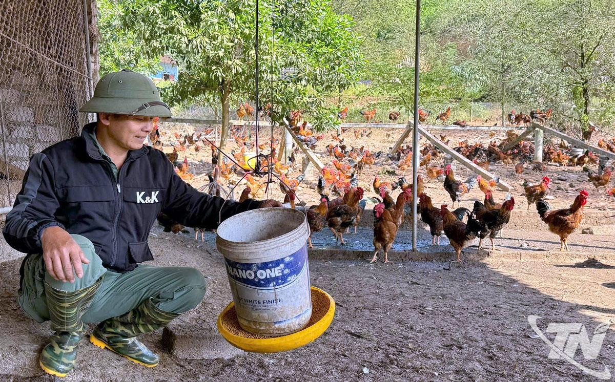 Mô hình chăn nuôi gà thương phẩm với quy mô 1,5 vạn con của gia đình anh Trần Văn Ngợi, ở xóm Bảo Nang (xã Trại Cau)