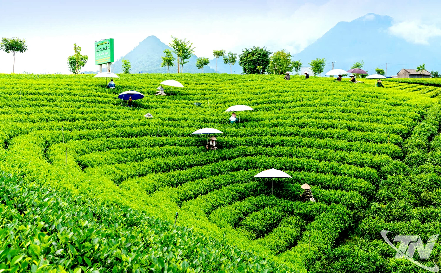Trong quý I/2026, sản xuất nông, lâm nghiệp, thủy sản trên địa bàn tỉnh đạt mức tăng 4,03%   so với cùng kỳ.          