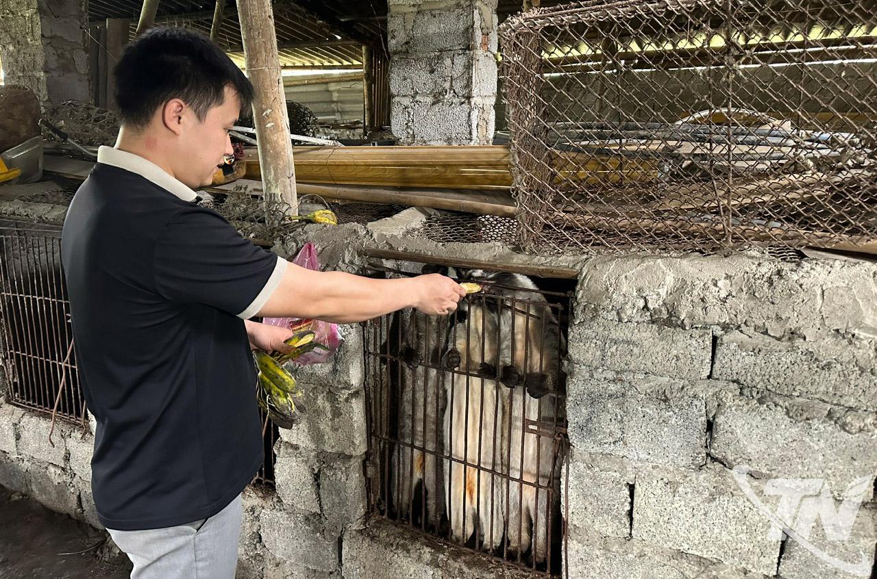 Mô hình nuôi cầy vòi mốc của gia đình anh Hoàng Văn Linh, thôn Đồng Tâm, xã Thượng Minh.