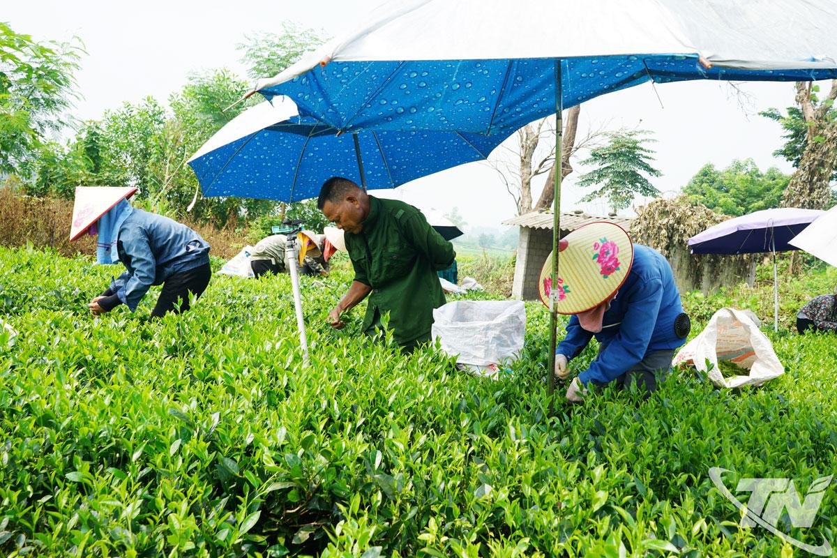 Chè là một trong những cây trồng chủ lực của xã Phú Thịnh. Trong ảnh: Người dân xóm Đồng Ngõ thu hái chè.